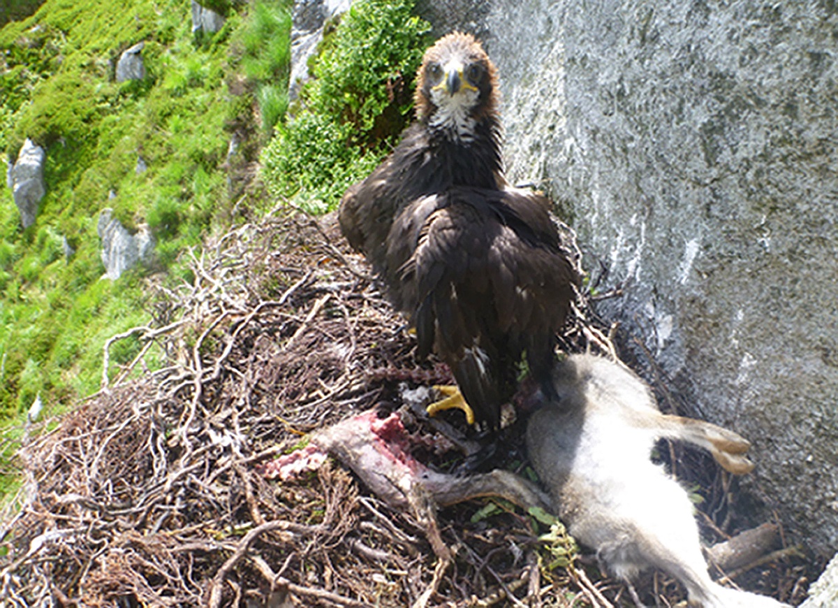 Golden Eagles Could Return To Wales For First Time Since