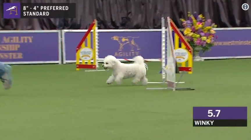 bichon frise agility westminster