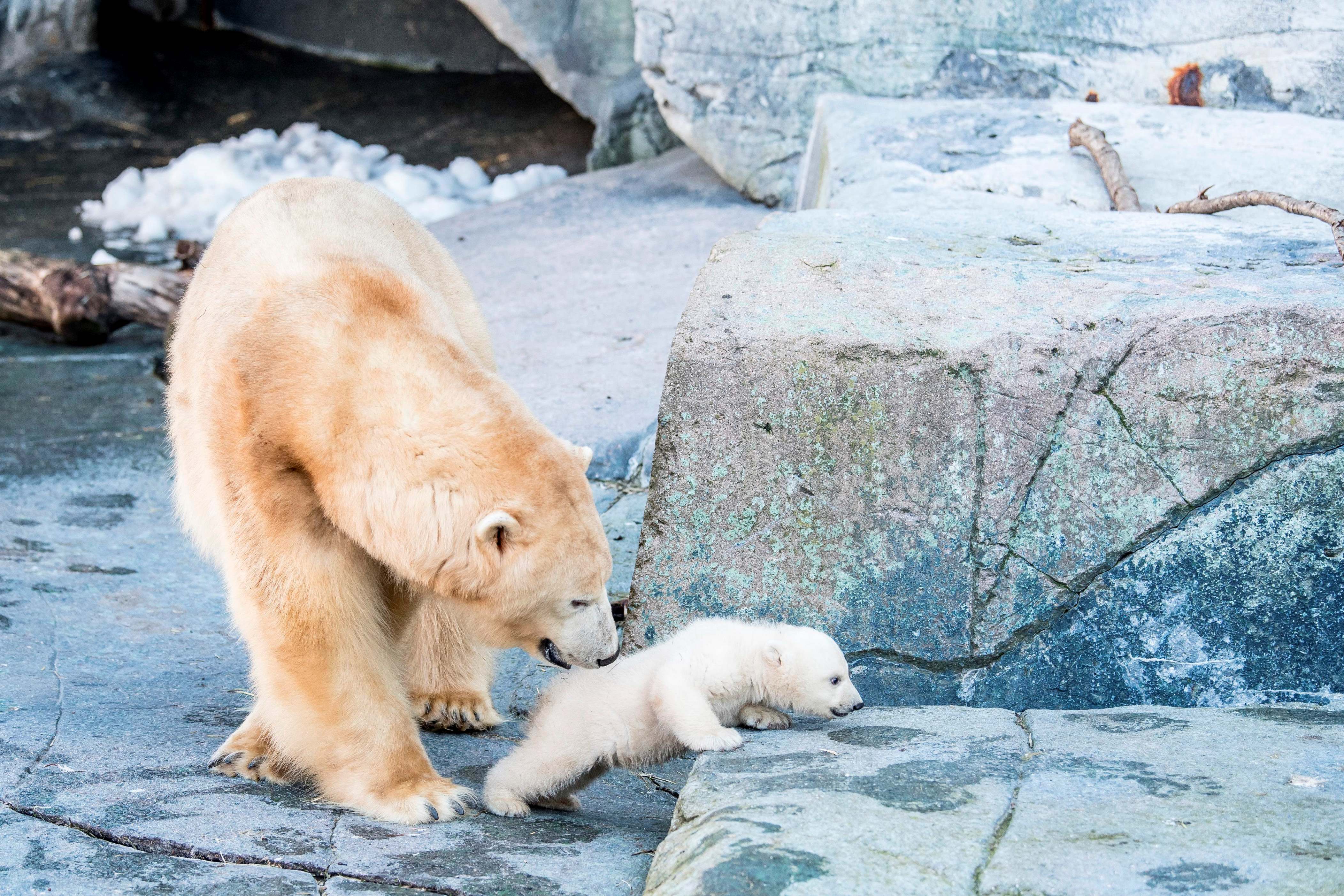 思わず笑みがこぼれる 愛らしい 動物の親子 の写真集