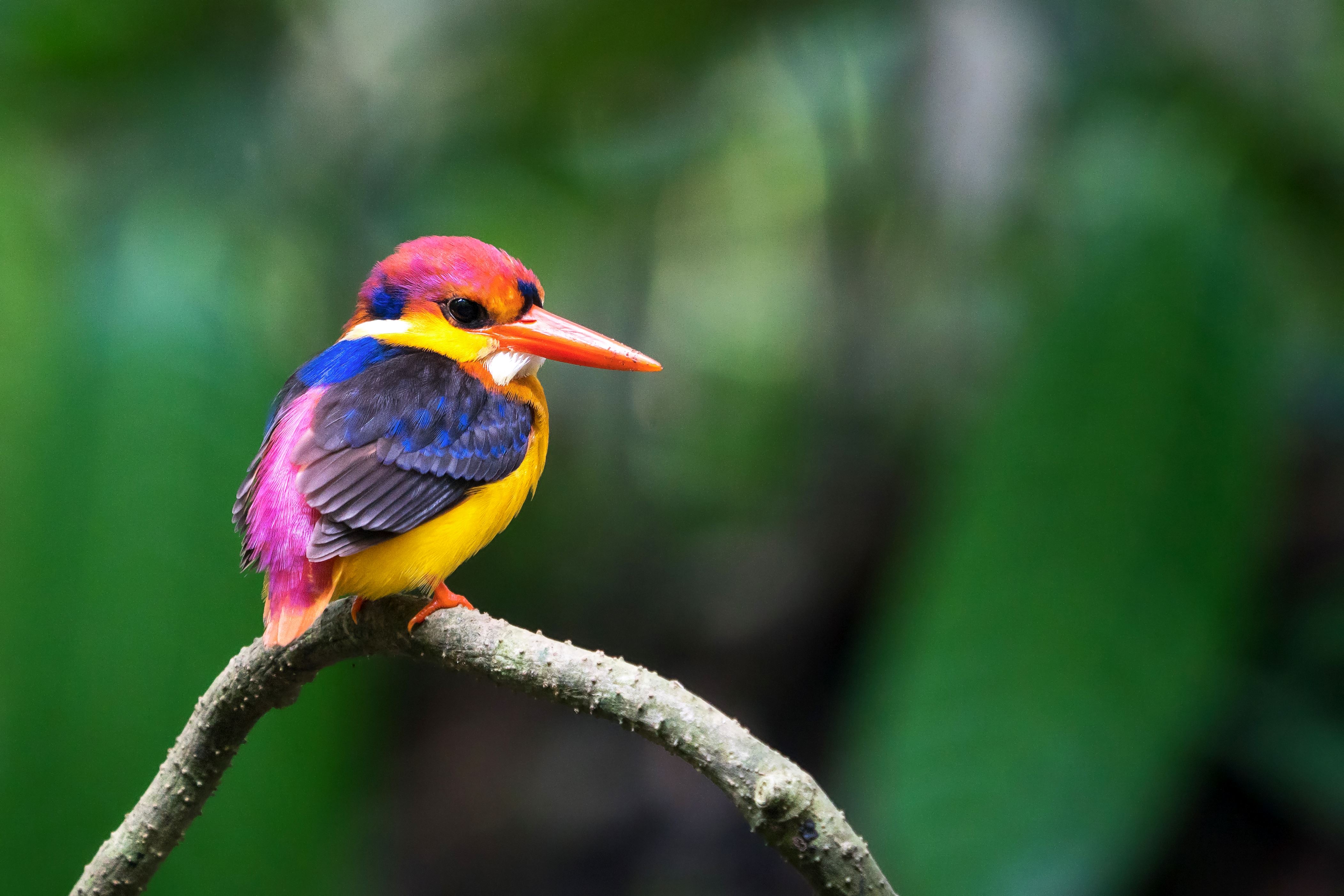 Fascinating facts about birds