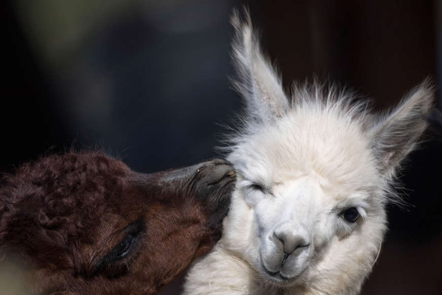 30 æã®ã¹ã©ã¤ãã® 1 æç®: 23 February 2018, Germany, Frankfurt am Main: AÂ brown alpaca searches for body contact at the Frankfurt zoo. Photo: Fabian Sommer/dpa (Photo by Fabian Sommer/picture alliance via Getty Images)