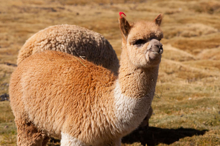 30 æã®ã¹ã©ã¤ãã® 28 æç®: Alpaca. Parque Nacional Lauca. Chile. (Photo by: Marka/UIG via Getty Images)