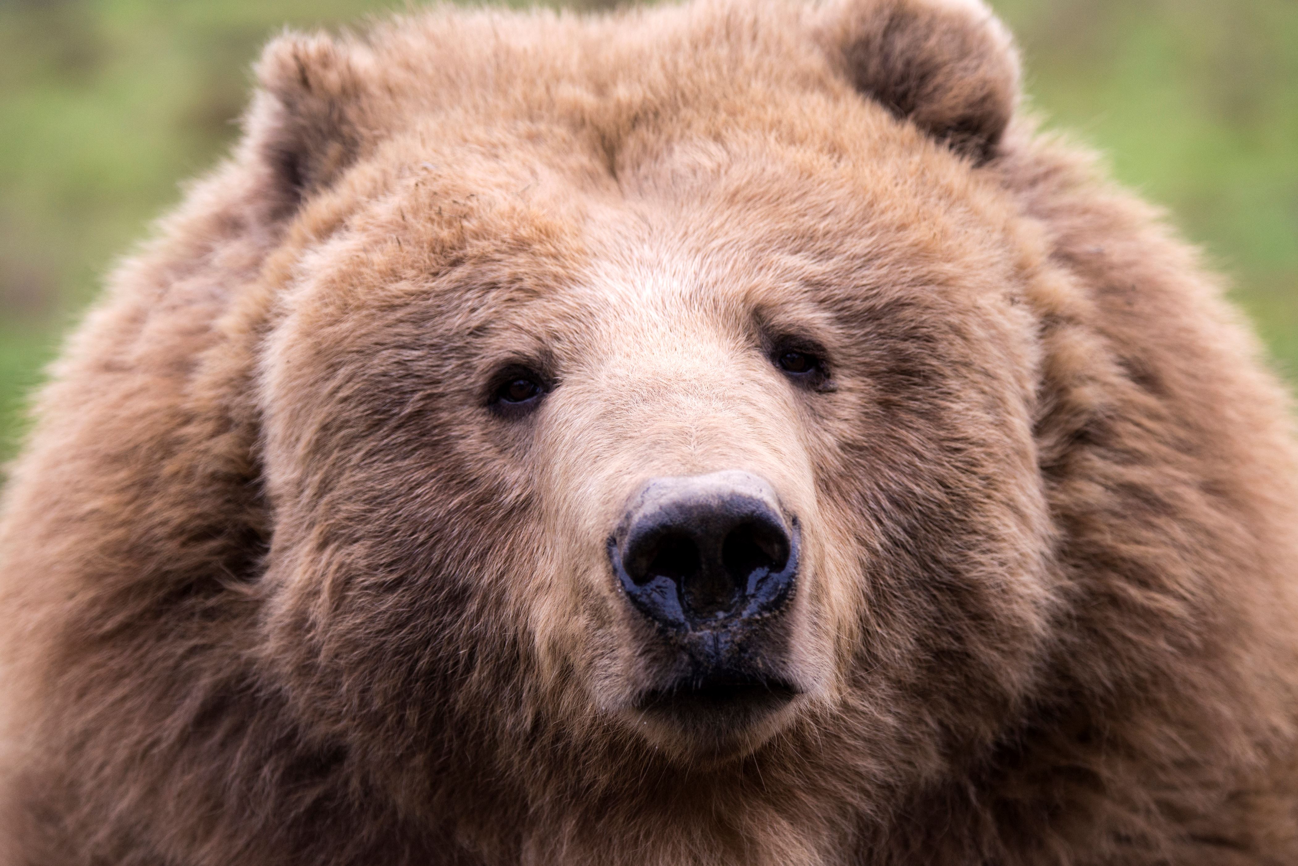 grizzly bear, ursus arctos. (Photo by: Prisma Bildagentur/UIG via Getty Images)