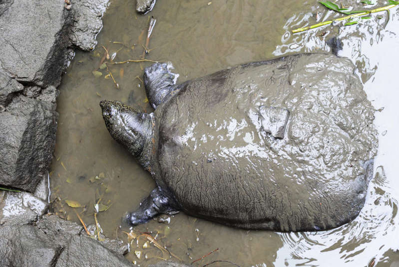 This photo taken on May 6, 2015 shows a female Yangtze giant softshell turtle at Suzhou Zoo in Suzhou in China's eastern Jiangsu province. The world's largest turtle is on the brink of extinction.