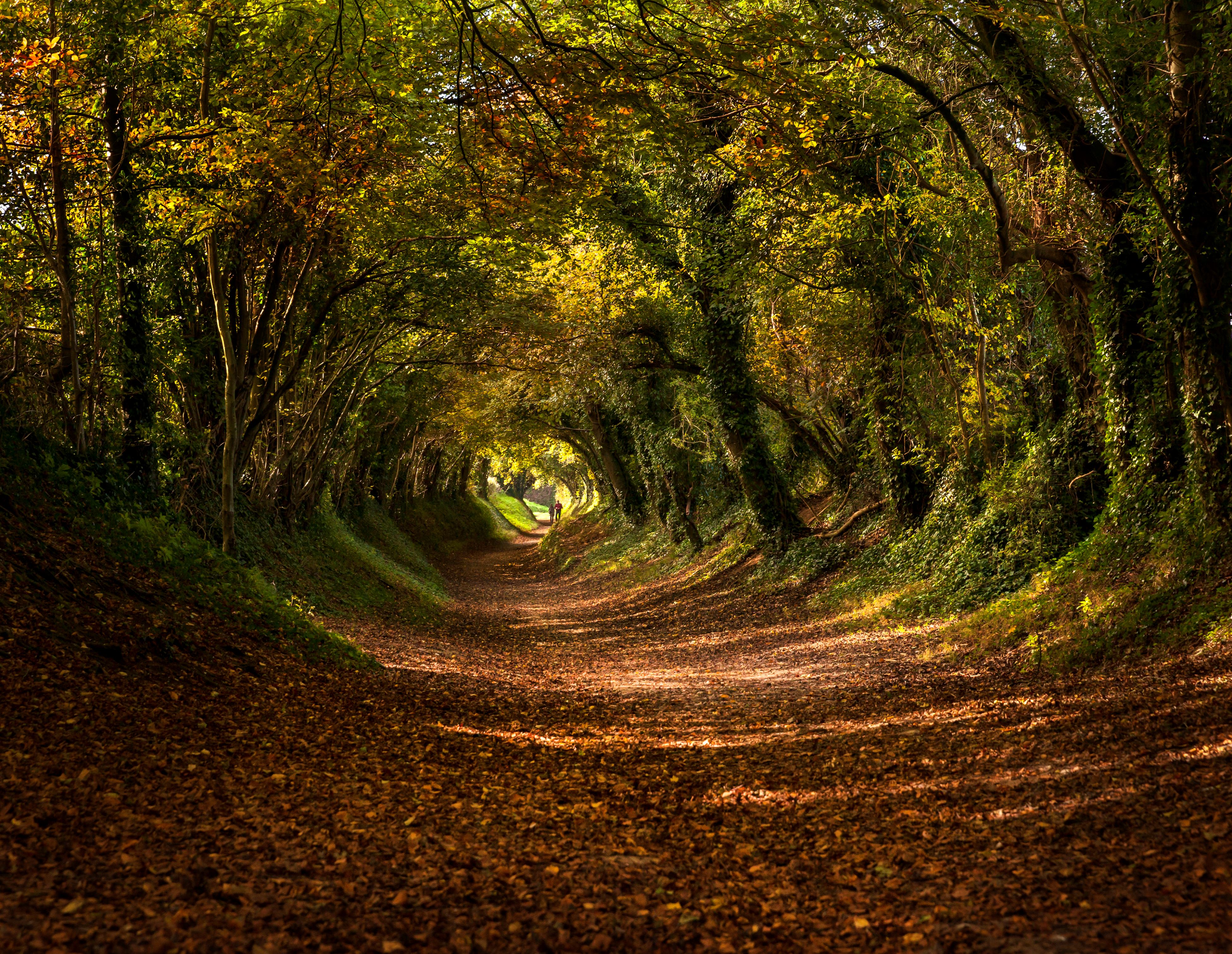 Photos: Beautiful Tree Tunnels Around The World