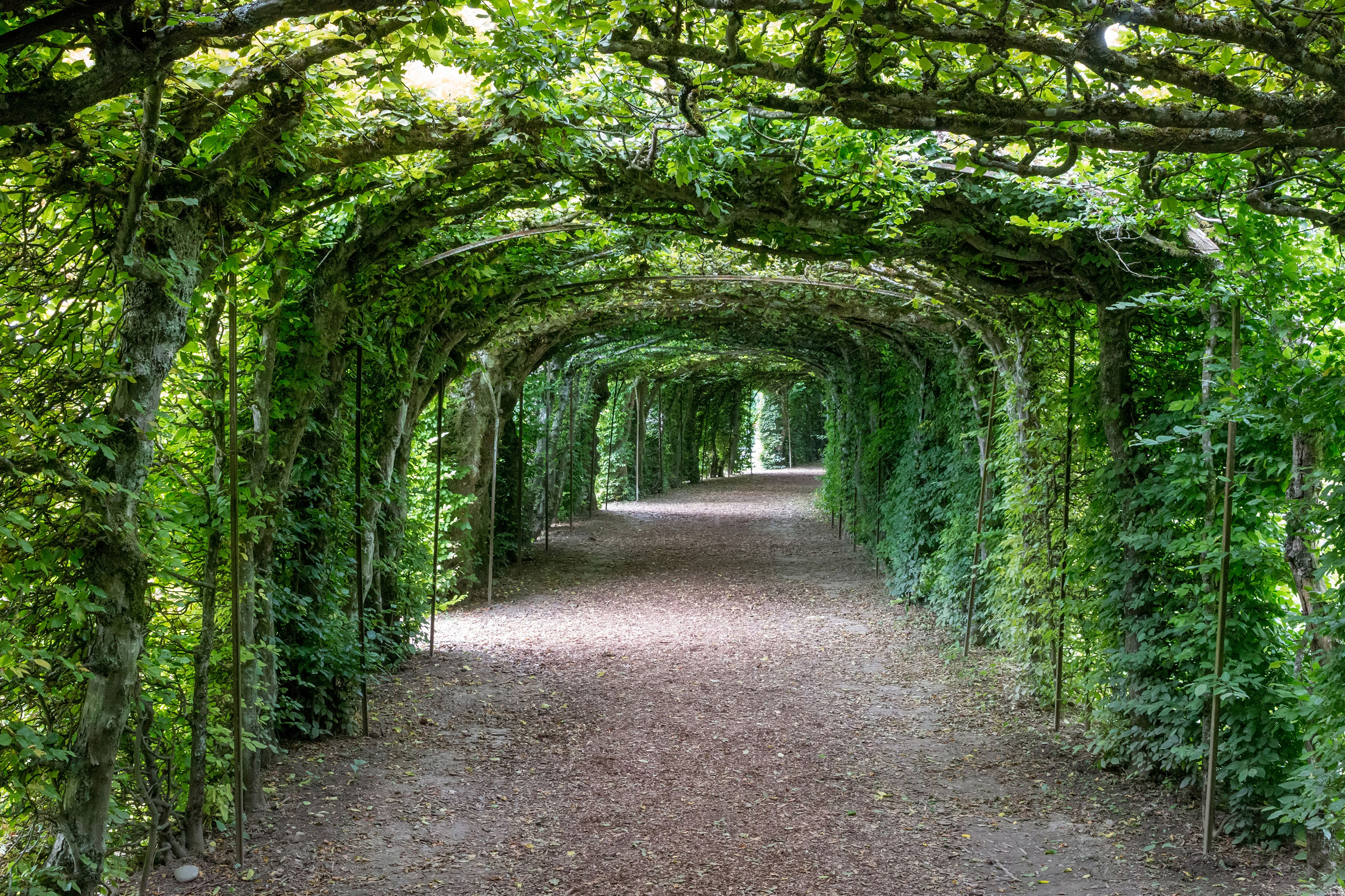 Photos: Beautiful Tree Tunnels Around The World