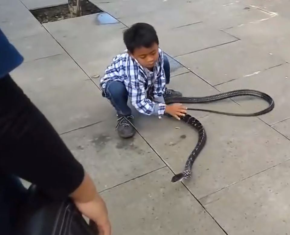 Ce Bébé Crocodile Est Furieux - 