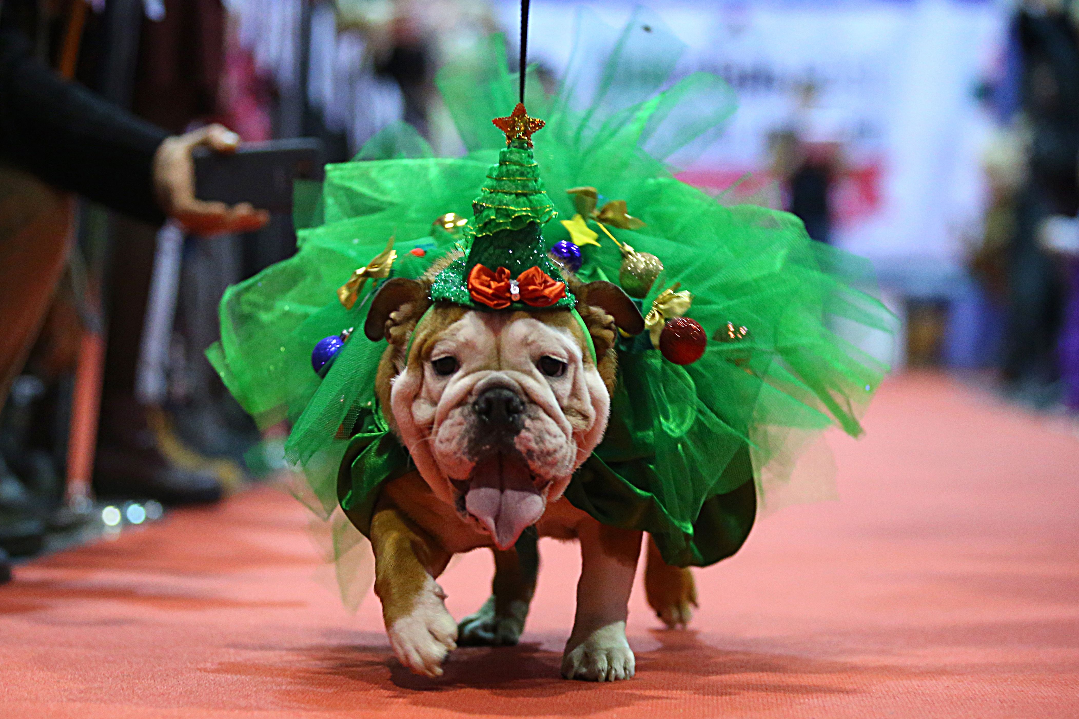 dogs dressed for christmas