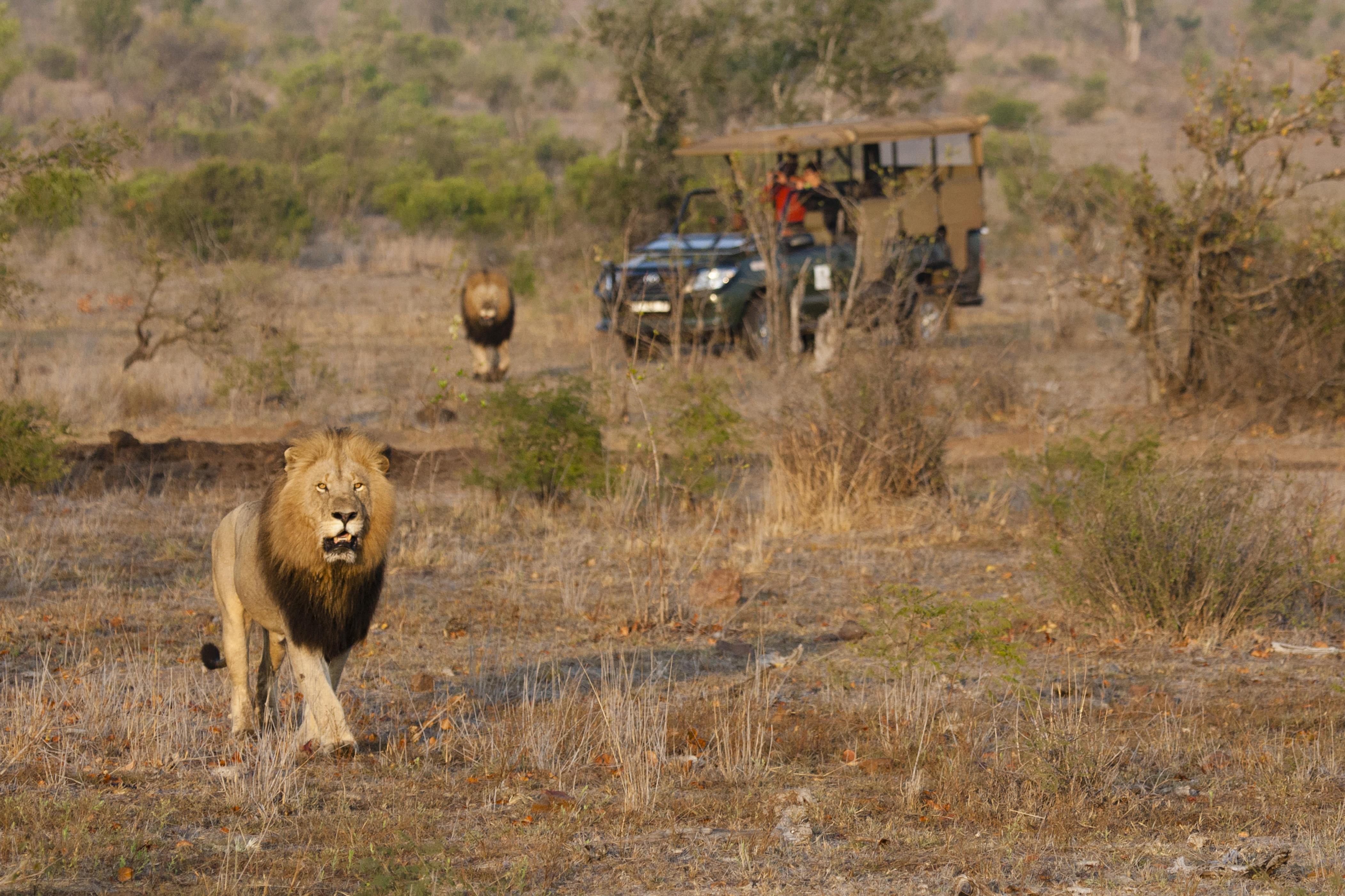 Familie bei Safari von Löwen angegriffen