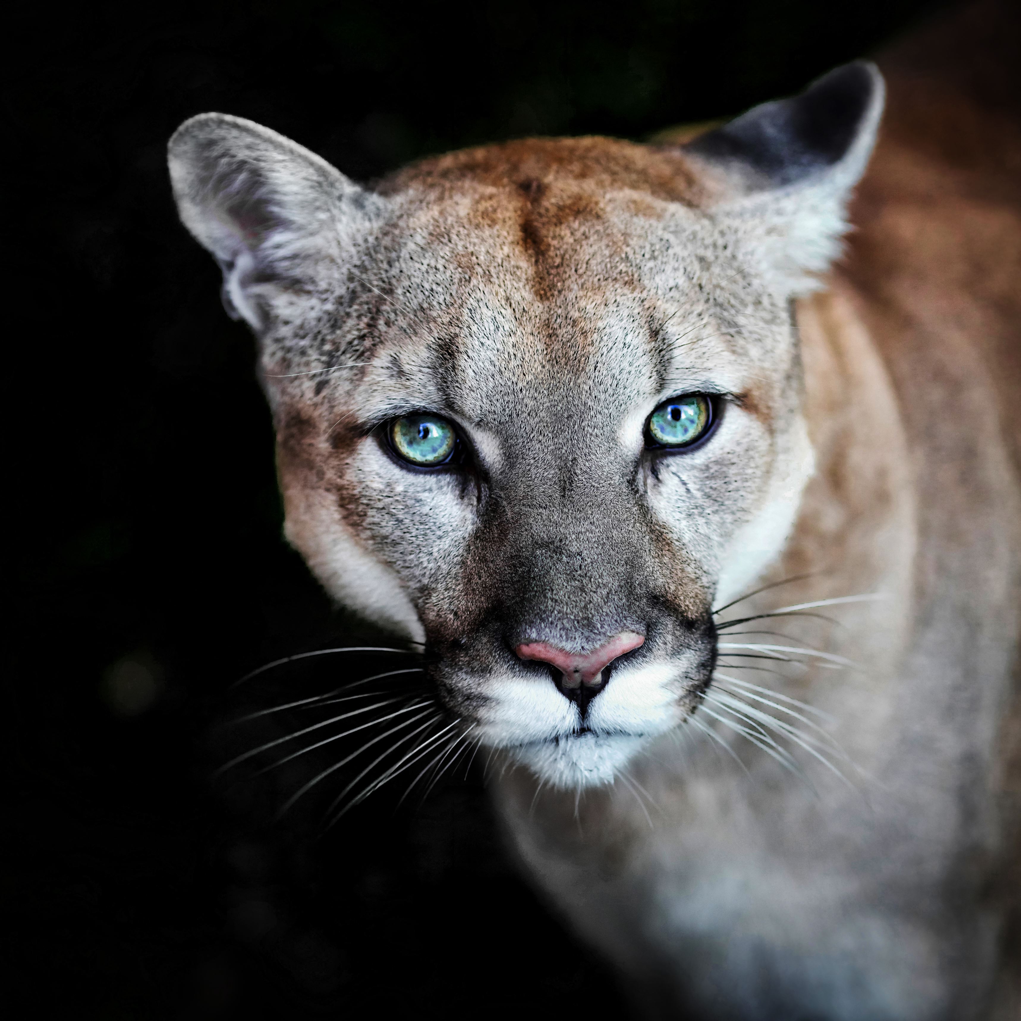 Puma, wild cat eyes