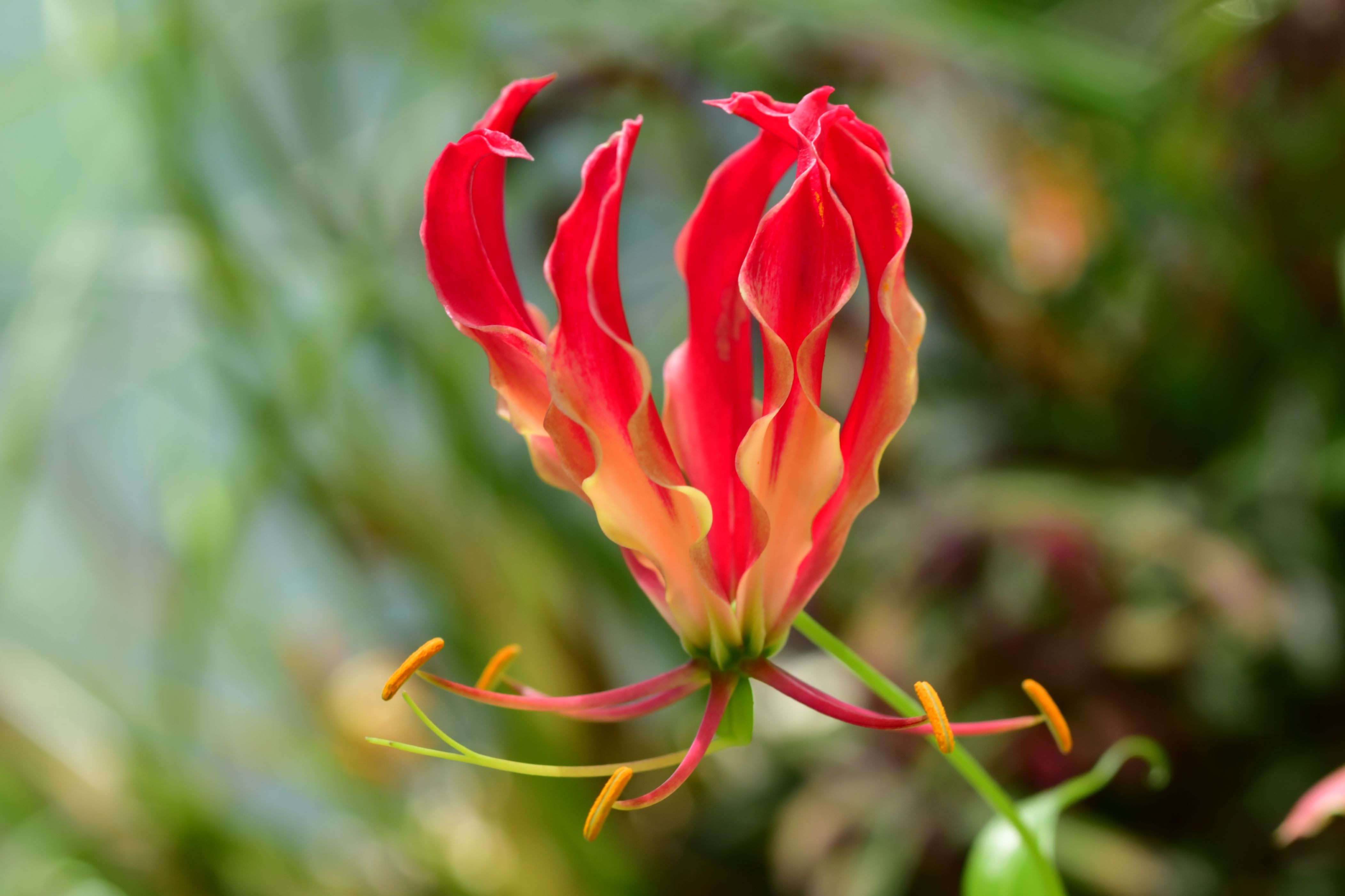 16 Of The Rarest Flowers On Earth