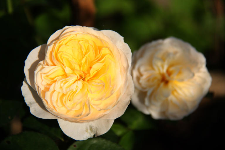 16 of the rarest flowers on earth