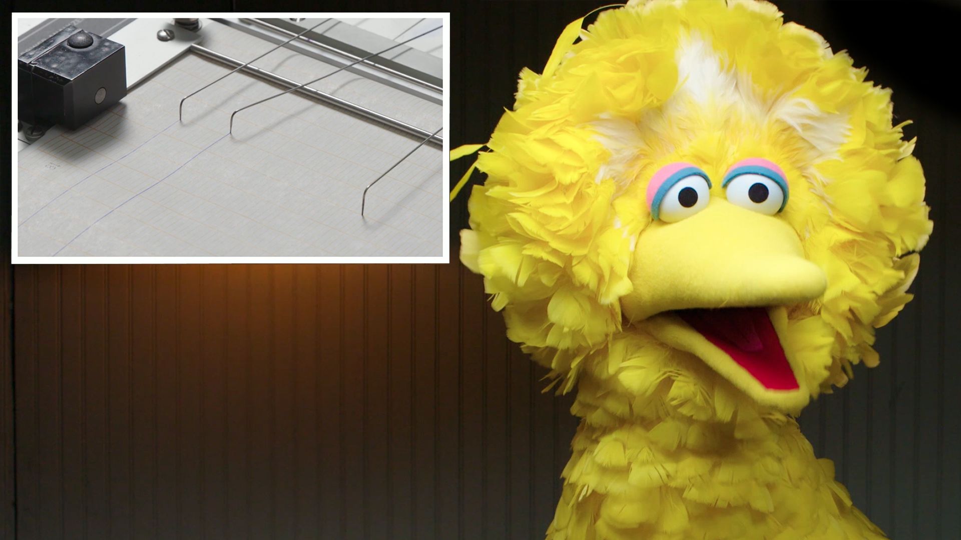 Big bird takes a lie detector test