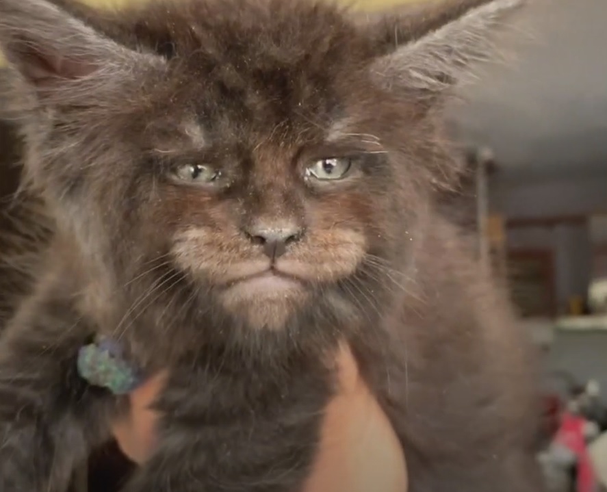 Ces Chats Ont Un Visage Humain