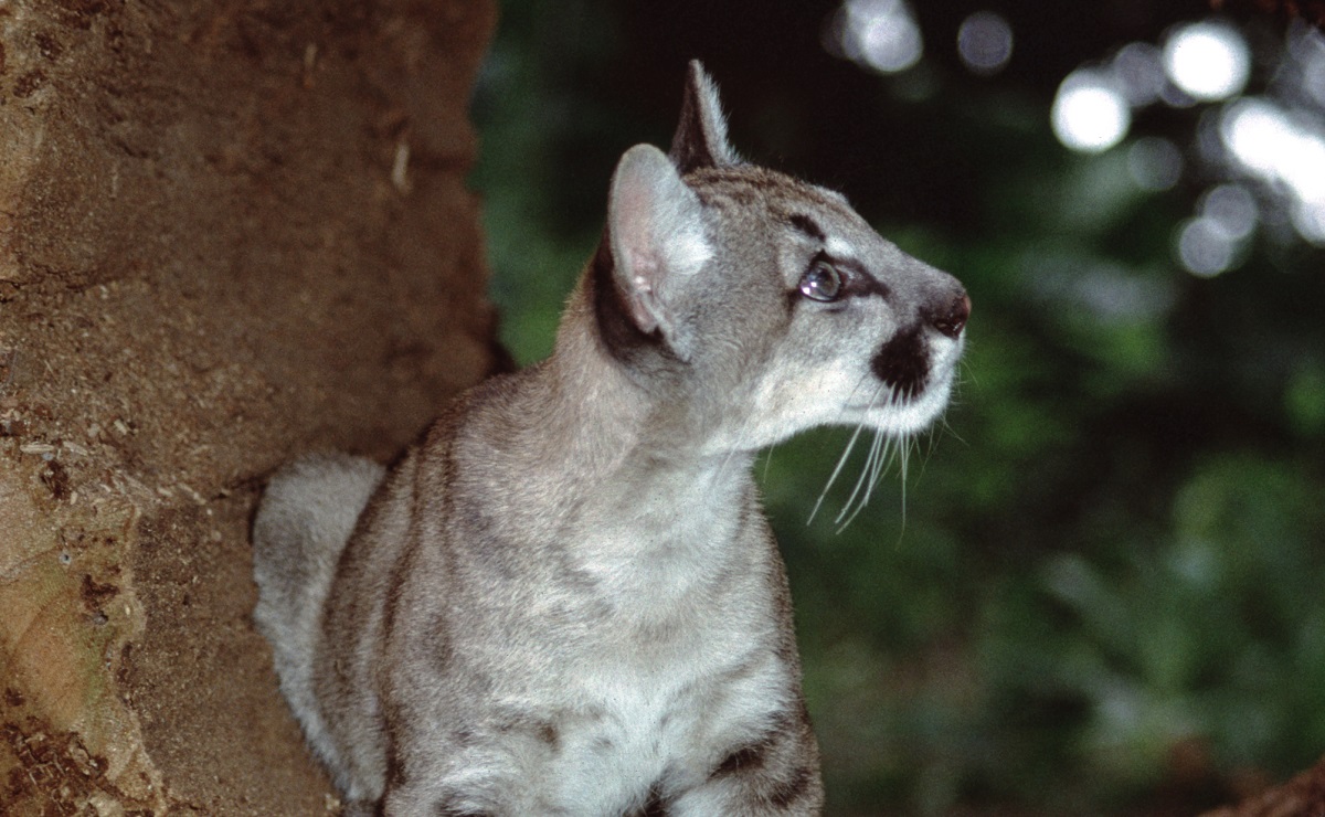 Geger Remaja Adopsi Dua Anak Kucing Liar Yang Ternyata Puma