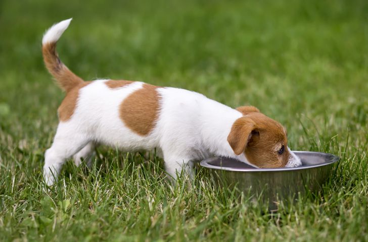 <p>Keep ants out of the doggy bowl: Coat the outside of Fido or Fluffy’s food dish with a thin layer of jelly and ants will dine elsewhere.</p>