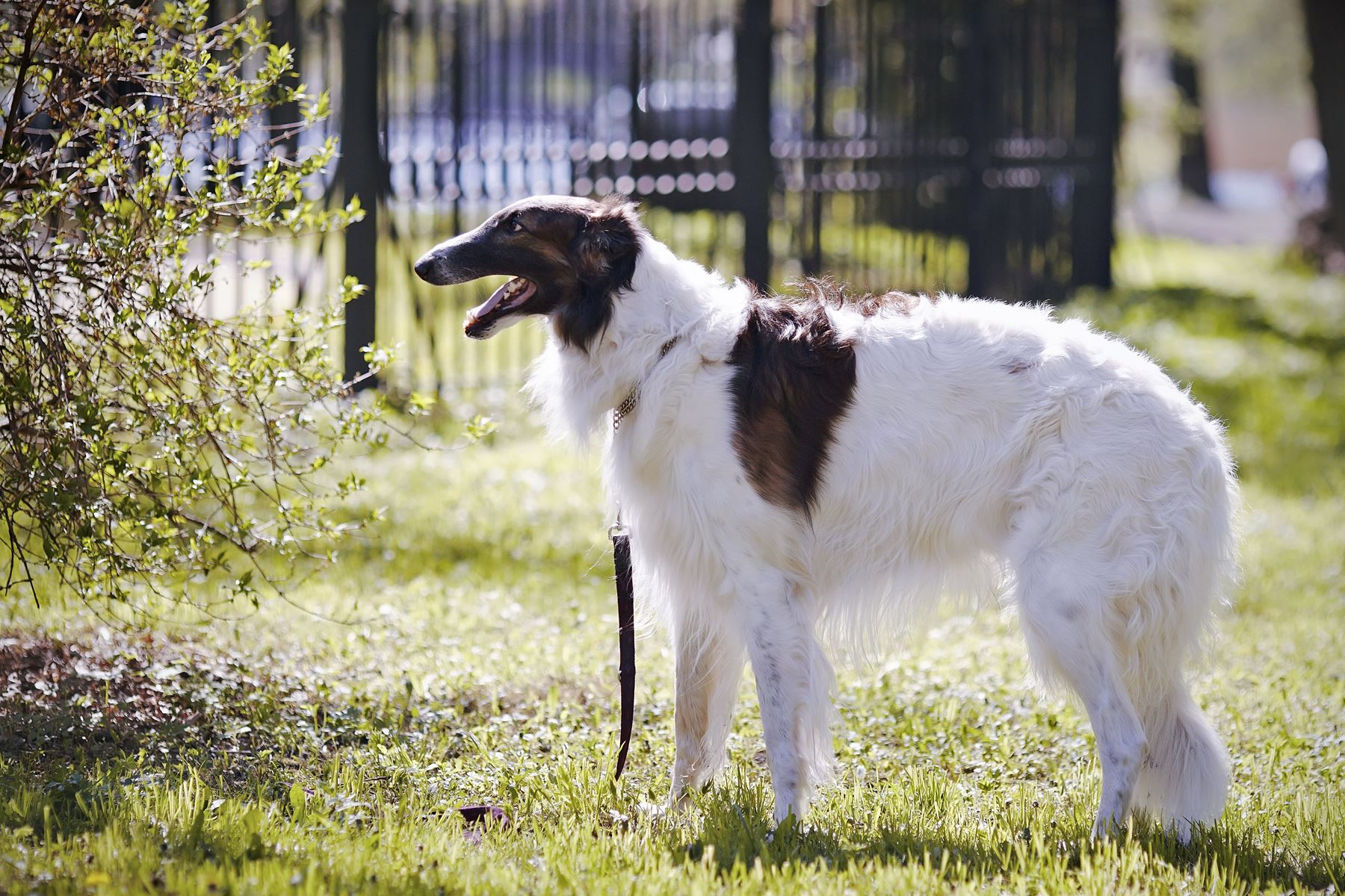 15 Jenis Anjing Bertampang Aneh