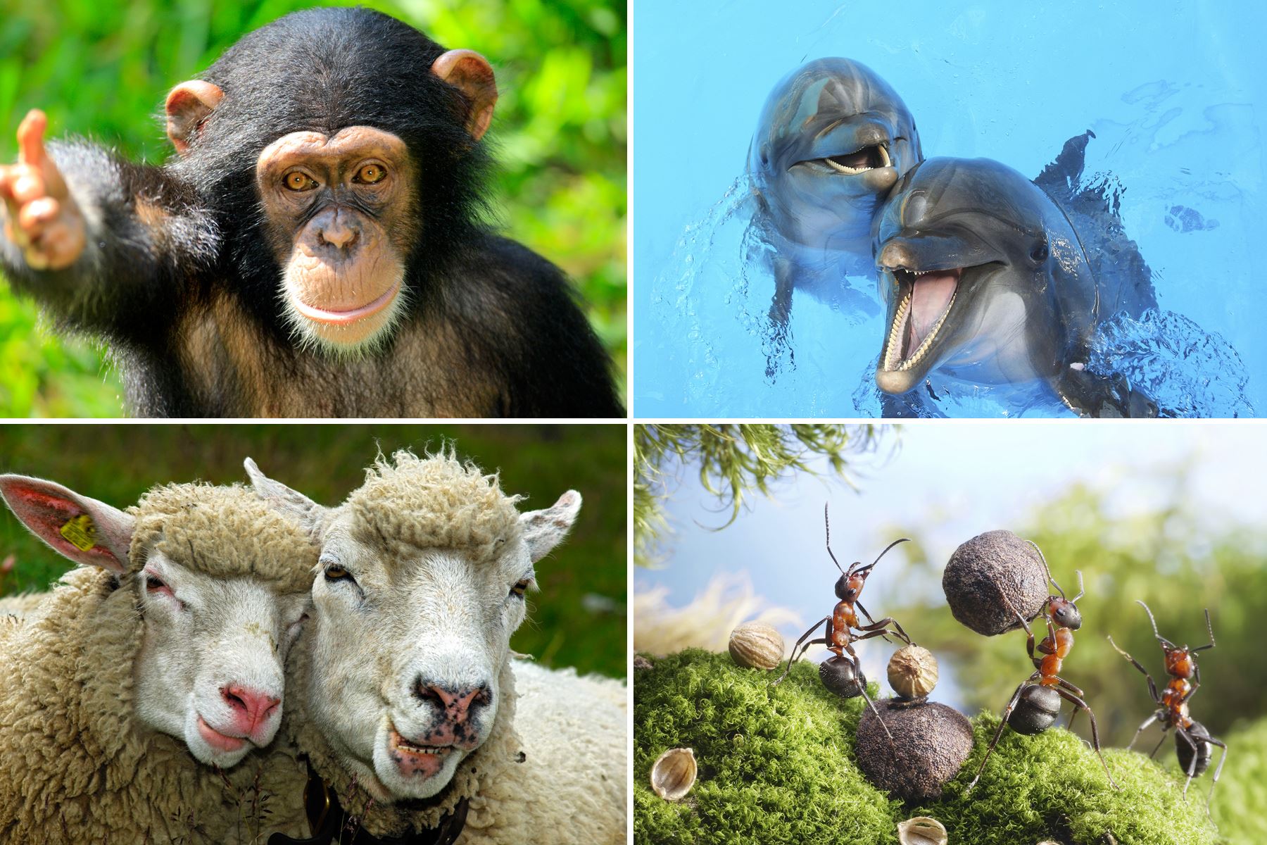 15 Animal Facts That Will Amaze You