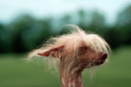 15 Weird Looking Dog Breeds
