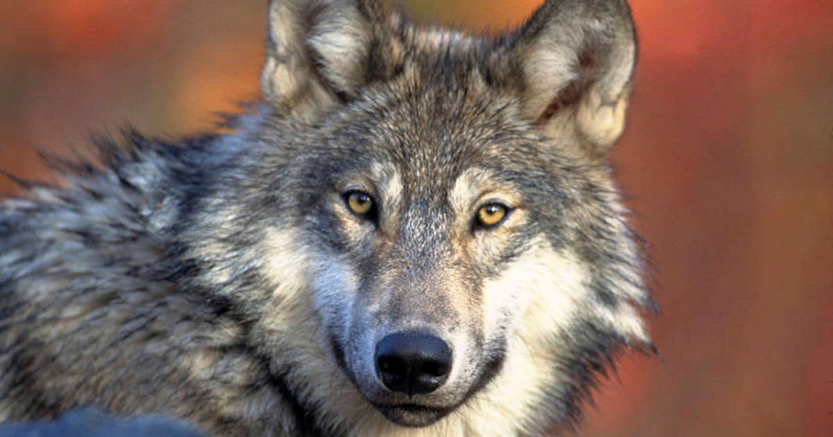Wolfdog, direwolf or dogman? Mysterious wolf-like creature shot in Montana