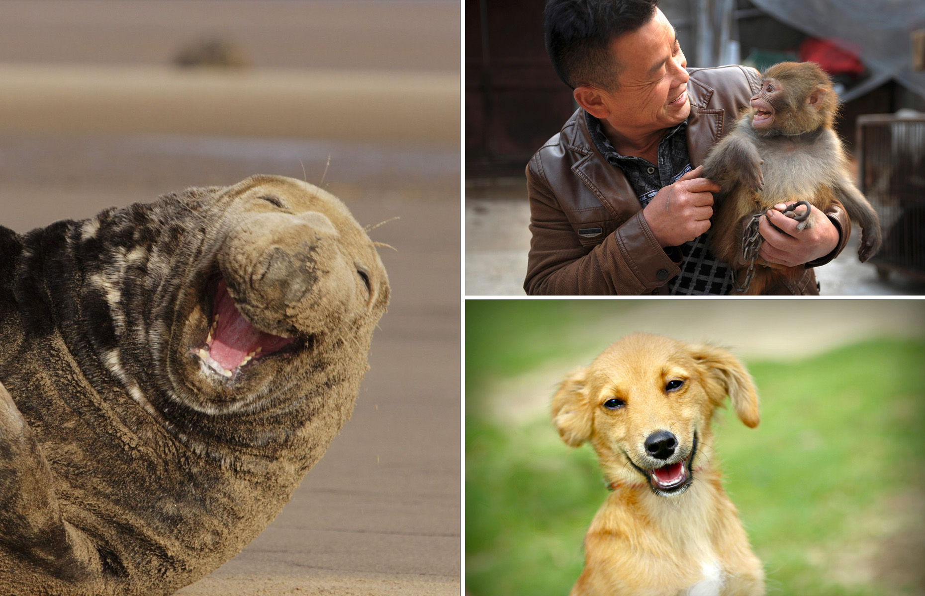 満面の笑顔 絶妙な表情の動物写真集