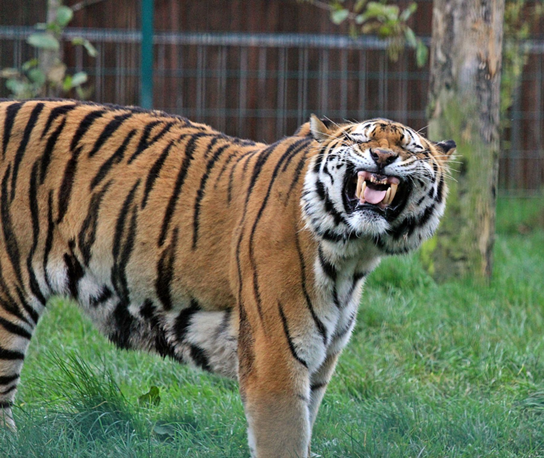 Slide 1 of 36: new caption