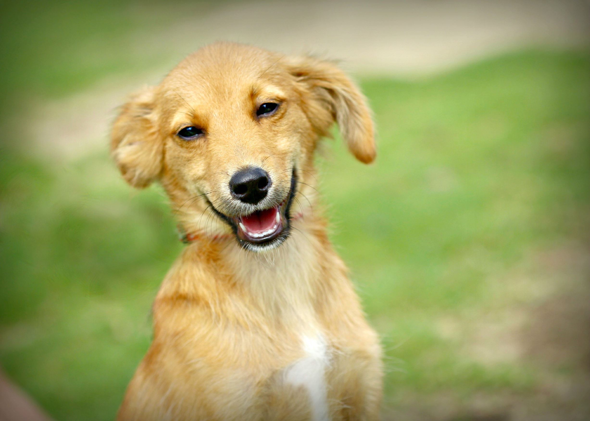 満面の笑顔 絶妙な表情の動物写真集