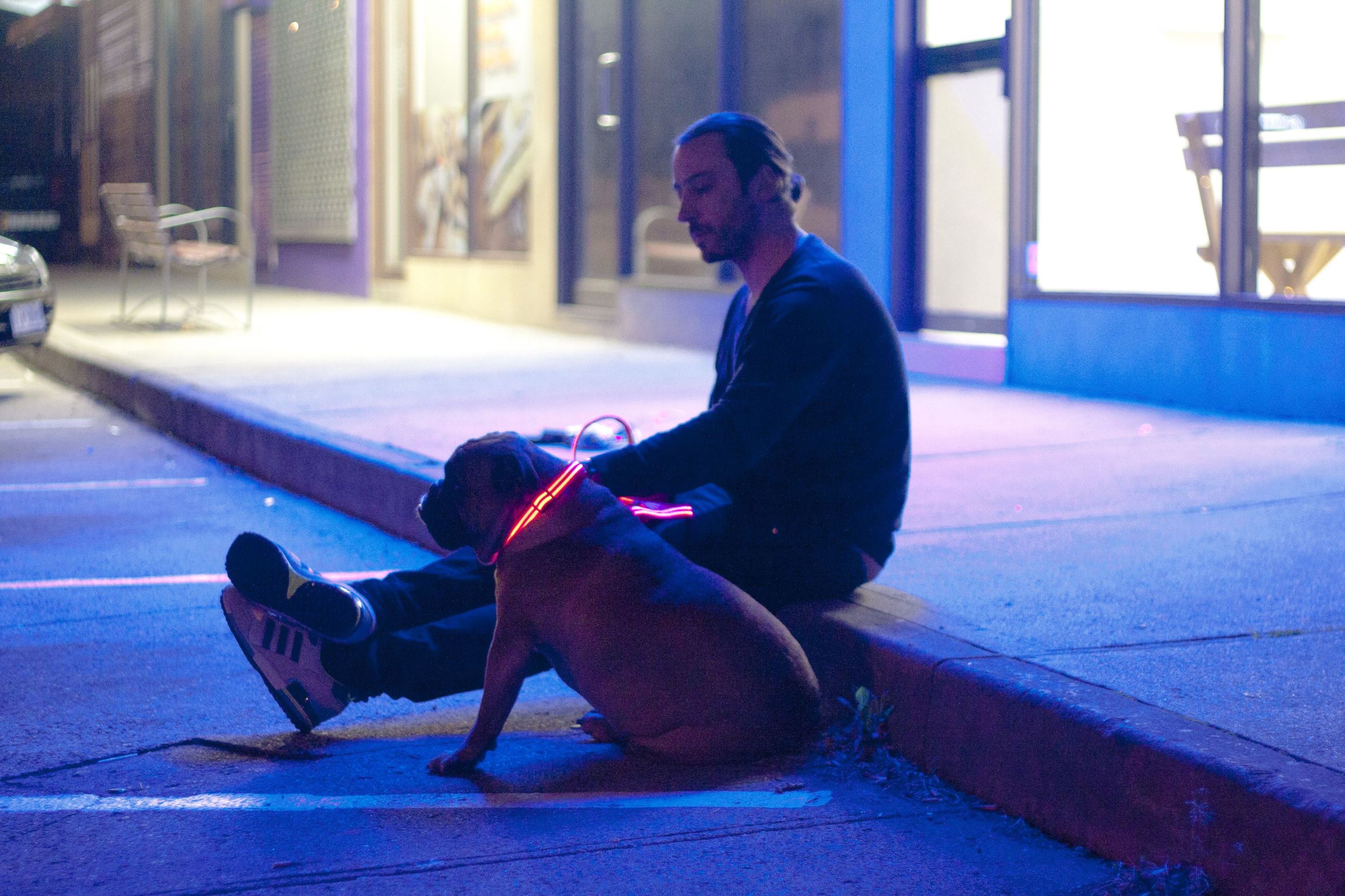 The Squeaker LED Poochlight