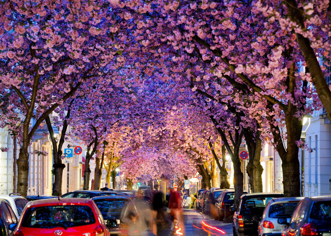 花や木に覆われた美のトンネル 世界の美しい並木道