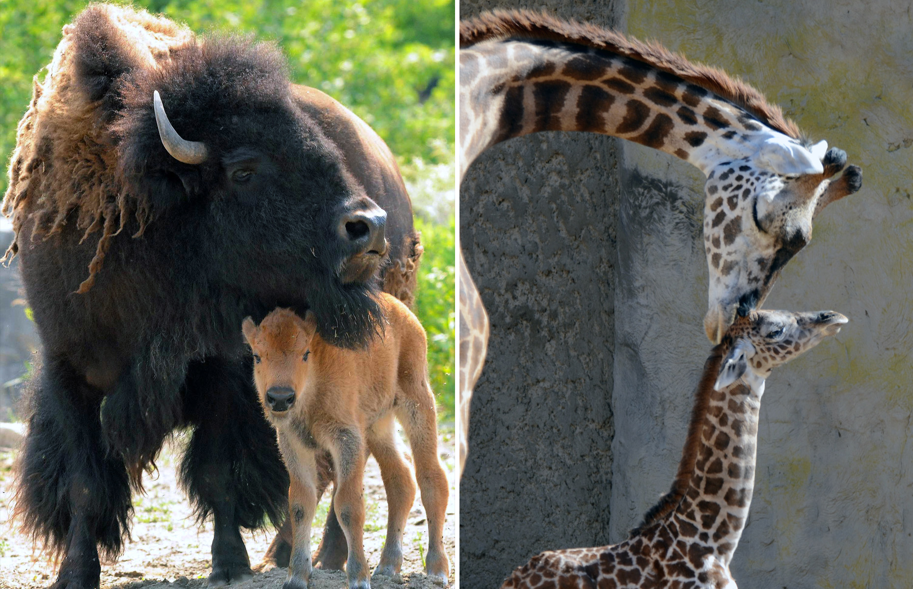 PHOTOS: Adorable Baby Animals With Their Moms