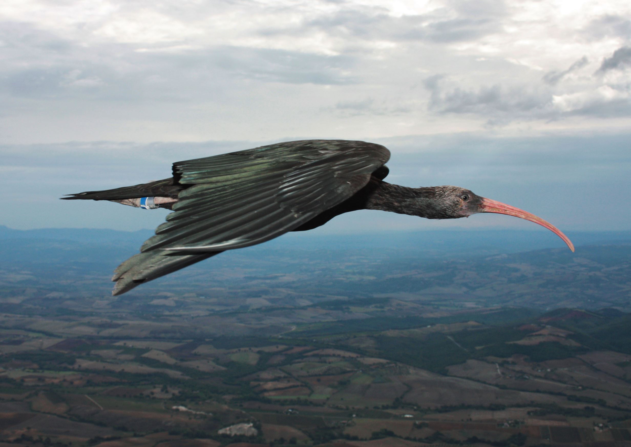 絶滅の危機にある世界の希少動物33種