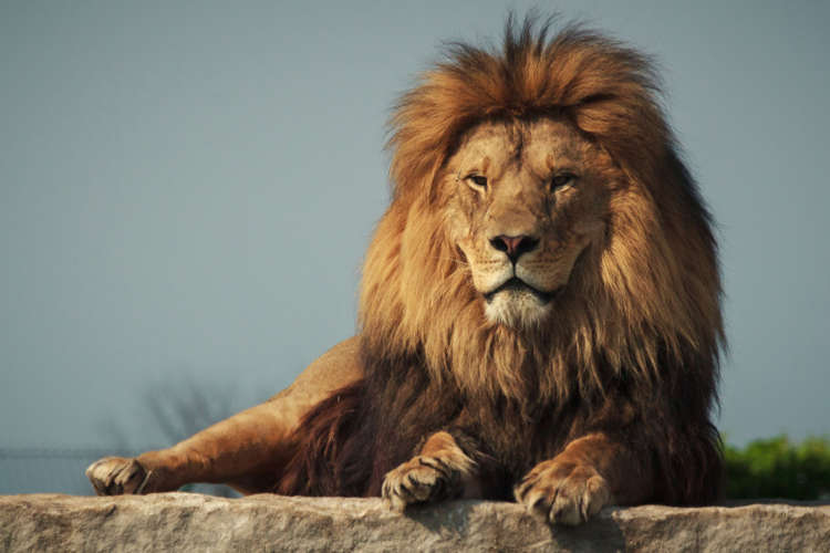 King Of The Jungle 15 Facts You Did Not Know About Lions