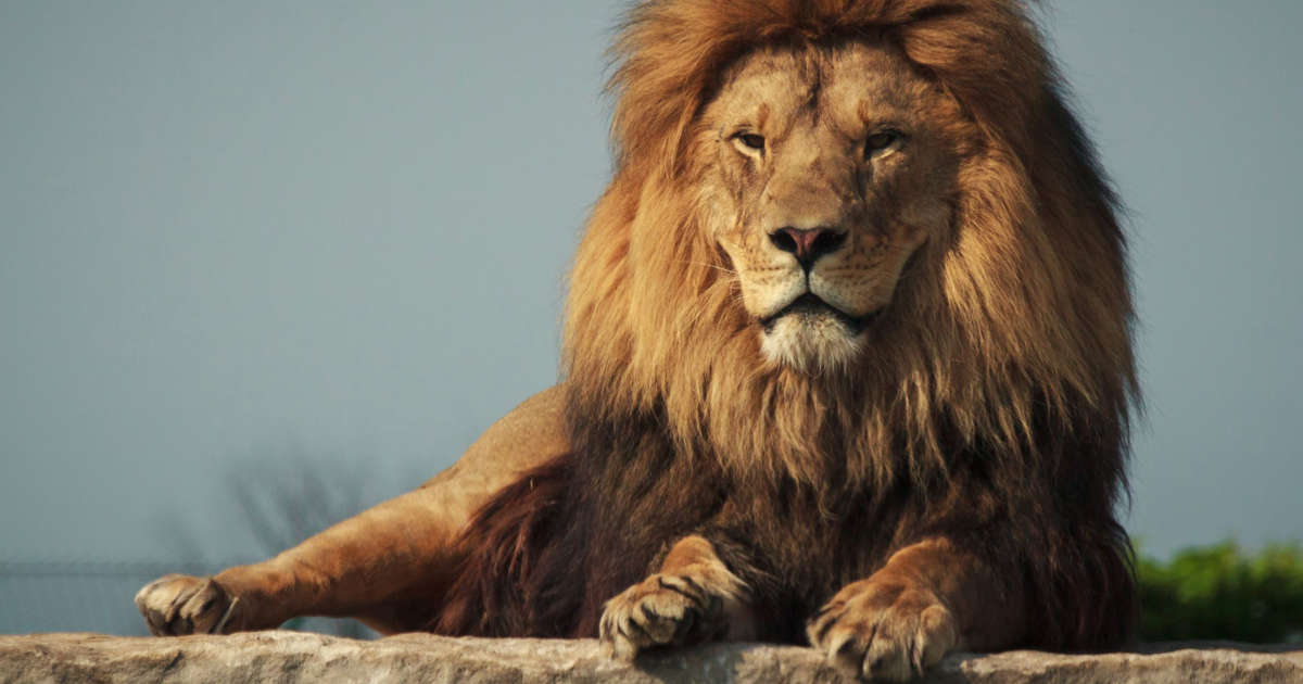 King of the jungle: 15 facts you did not know about lions