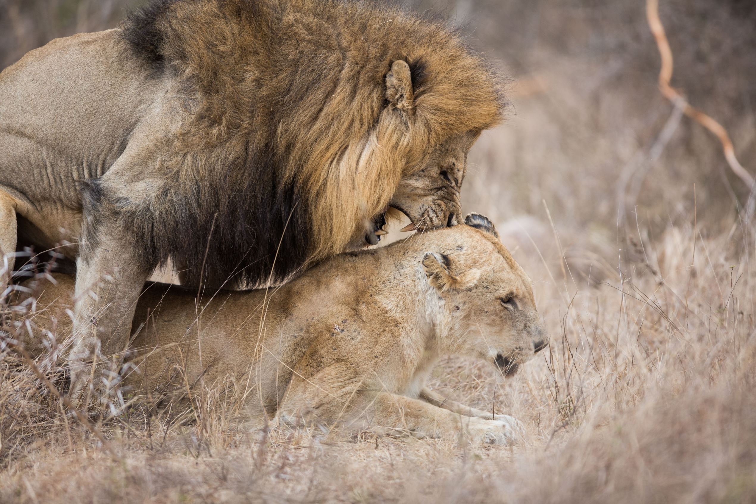 King Of The Jungle 15 Facts You Did Not Know About Lions