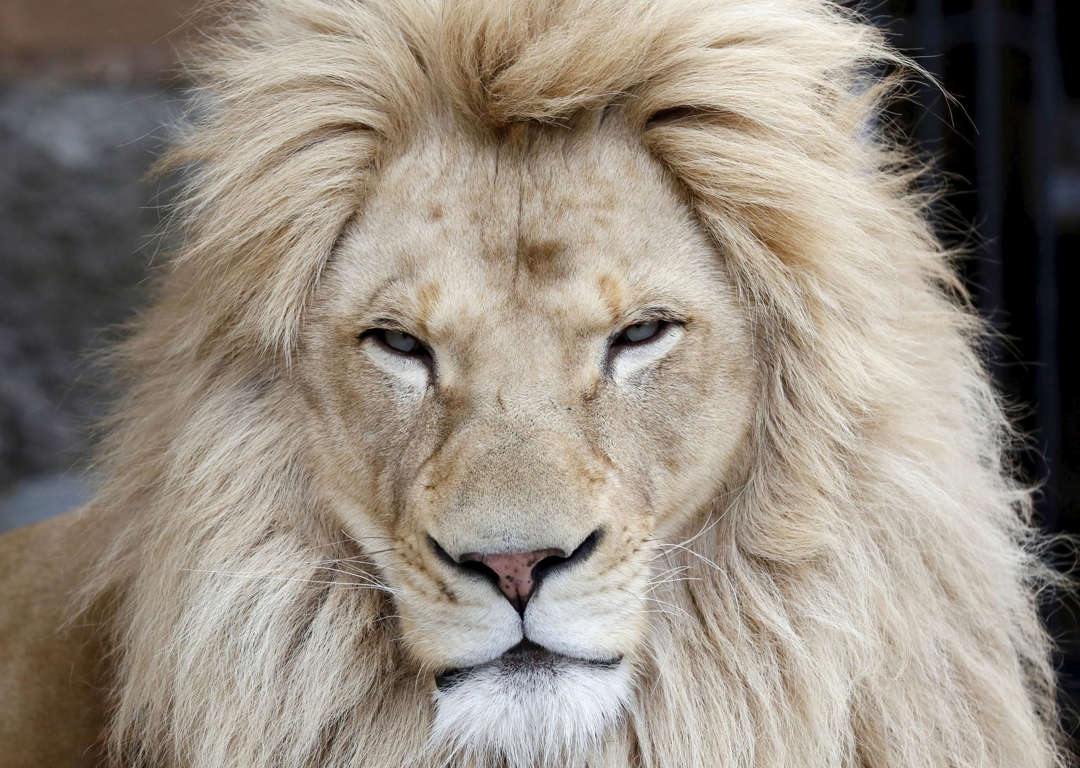 萬獸之王 你不知道的15件關於獅子的事