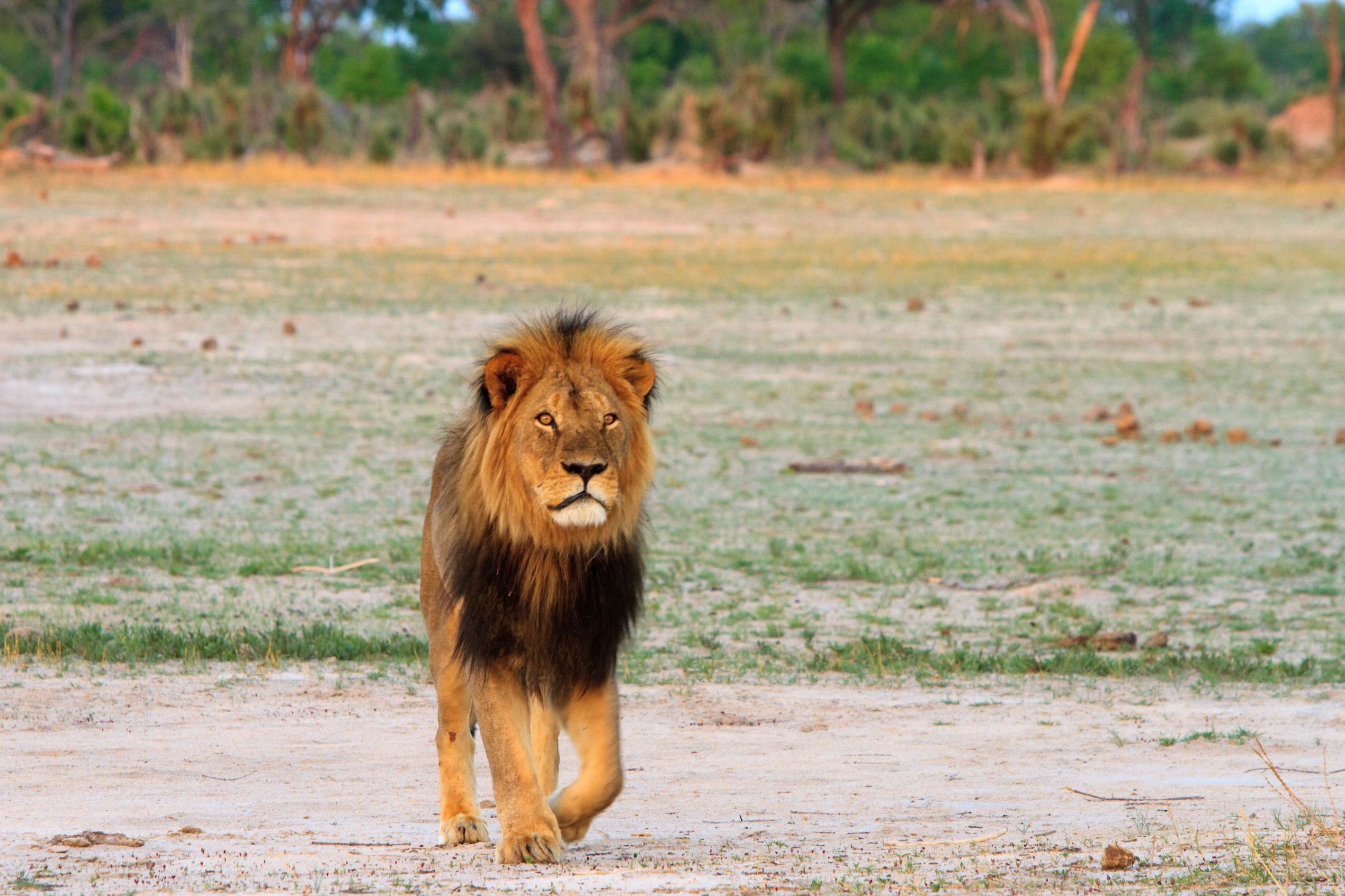 津巴布韦法院指控非法狩猎游戏公园的主人在塞西尔的狮子