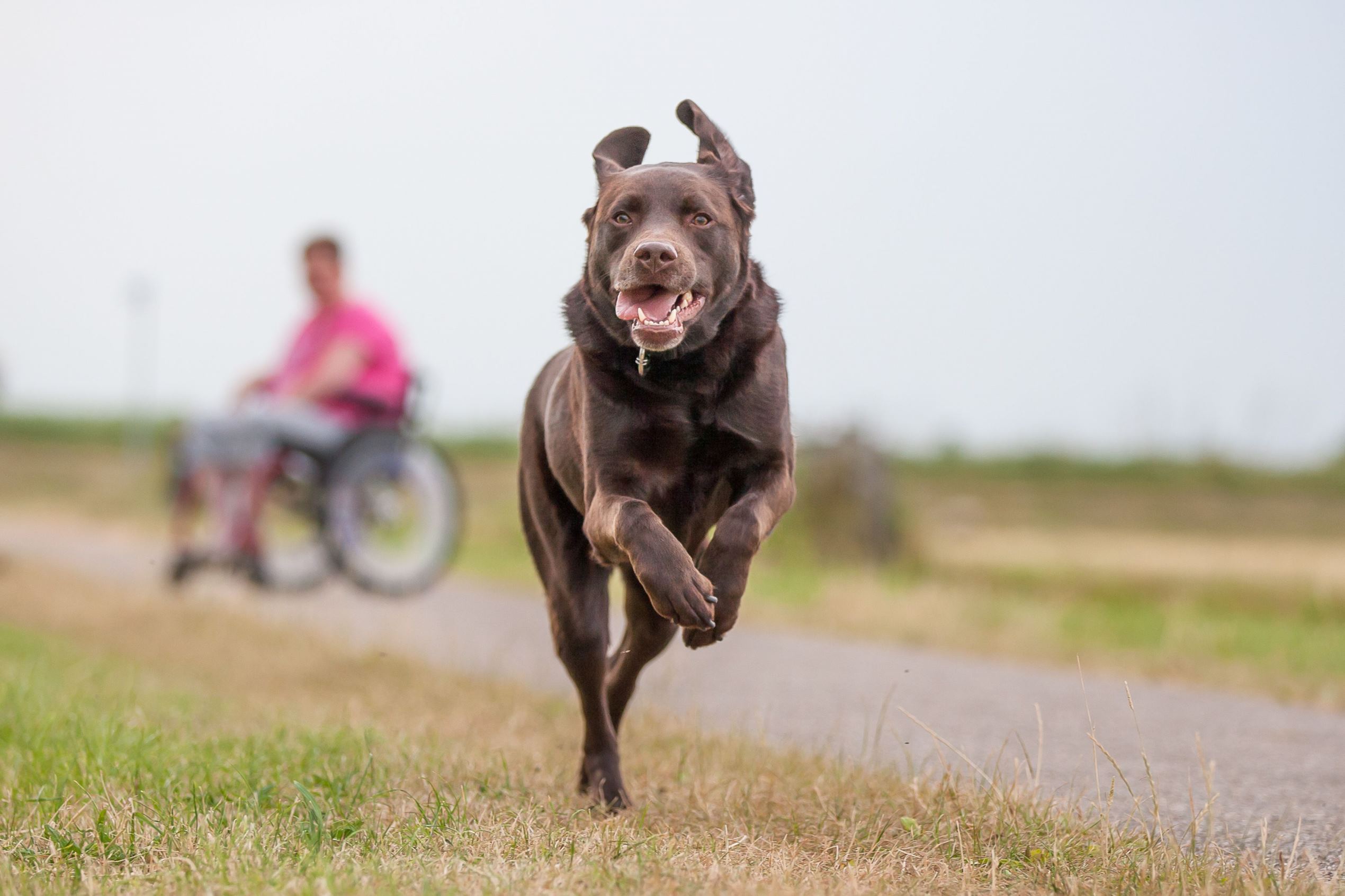 米愛犬家団体が発表 人気犬種ランキングtop50
