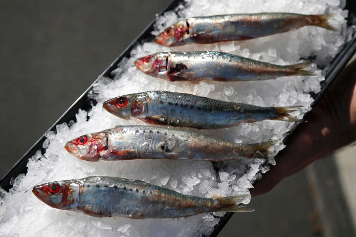 Sardines