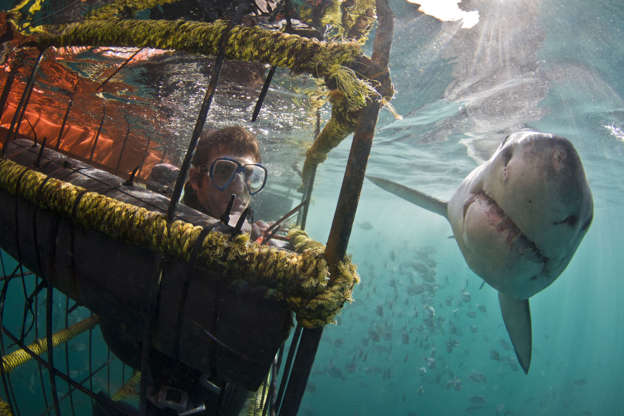 ÎÎ¹Î±ÏÎ¬Î½ÎµÎ¹Î± 11 Î±ÏÏ 24: Diving with white sharks in South Africa