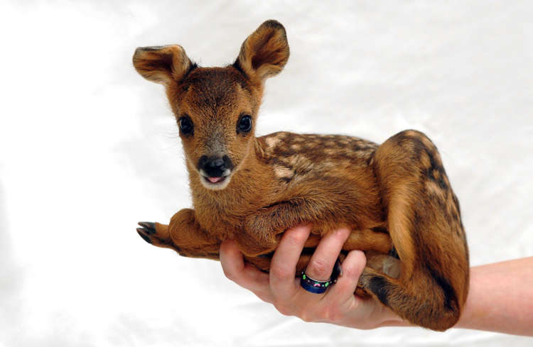 すべての動物の画像 50 素晴らしい可愛い 赤ちゃん 動物