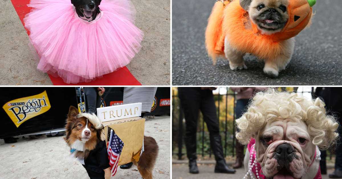 falso luego Equipo Espeluznantes y adorables perros con disfraces de Halloween