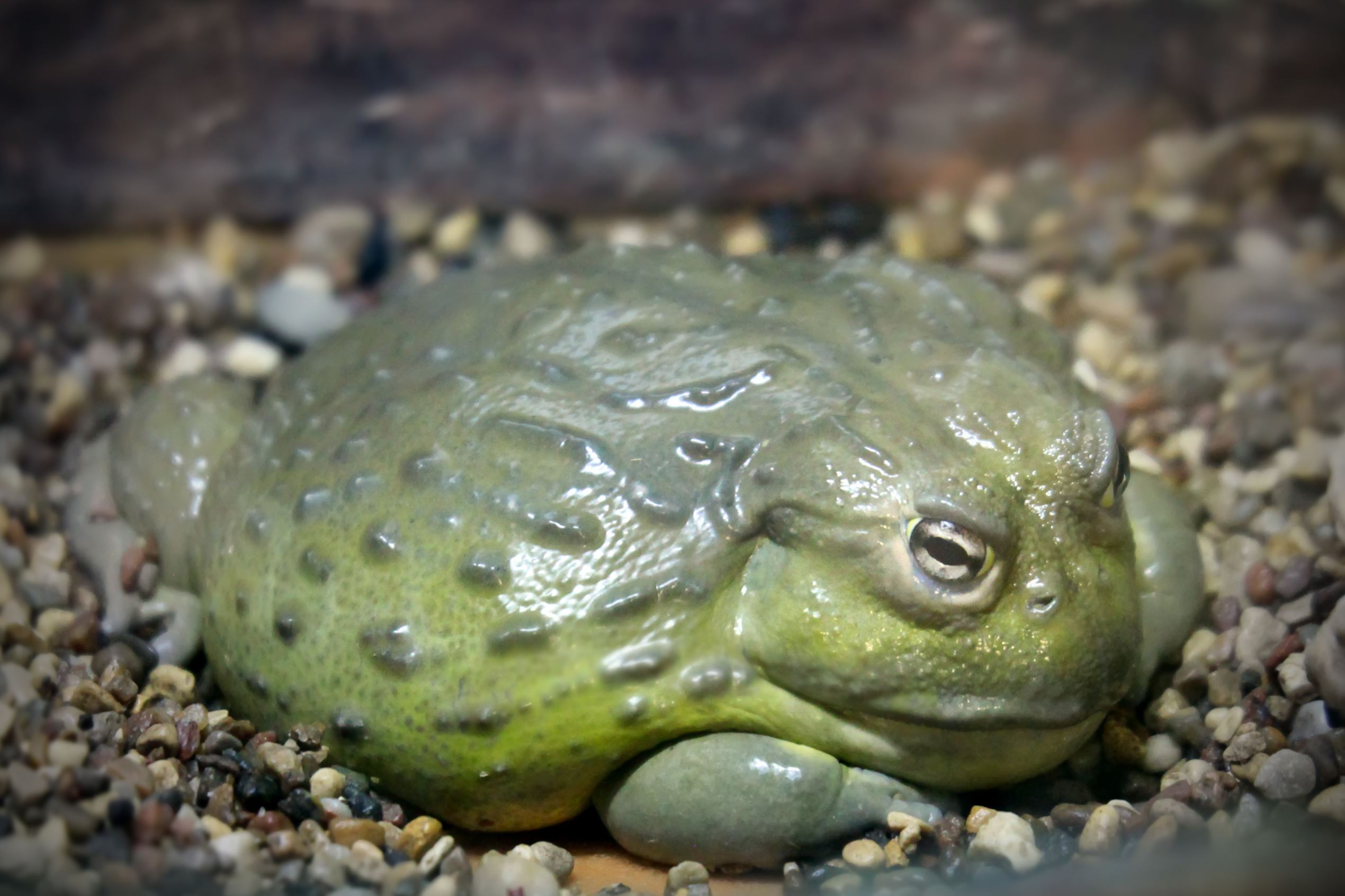 Slide 2 of 18: Bullfrogs are usually considered a delicacy in certain African nations, where people eat the whole frog, not just the legs. However, they contain a range of toxic substances harmful to humans, especially young frogs who are yet to breed &acirc; they carry a toxin that can lead to kidney failure.