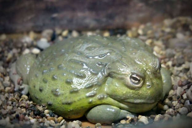 Slide 2 of 18: Bullfrogs are usually considered a delicacy in certain African nations, where people eat the whole frog, not just the legs. However, they contain a range of toxic substances harmful to humans, especially young frogs who are yet to breed â they carry a toxin that can lead to kidney failure.