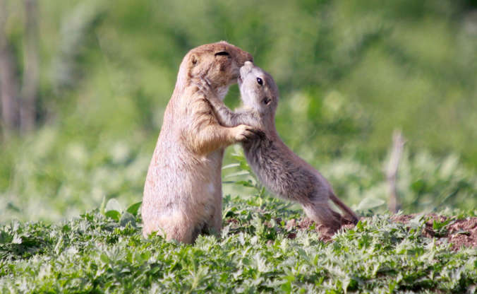 ÎÎ¹Î±ÏÎ¬Î½ÎµÎ¹Î± 18 Î±ÏÏ 32: Prairie dogs