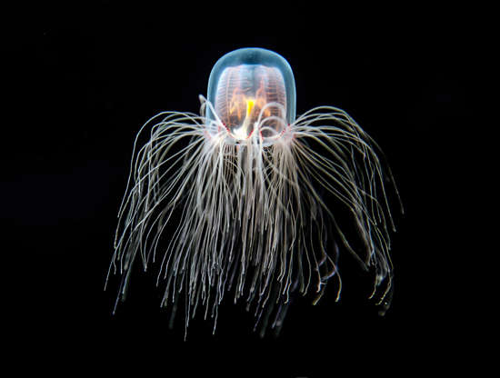 ÎÎ¹Î±ÏÎ¬Î½ÎµÎ¹Î± 25 Î±ÏÏ 32: Immortal jellyfish