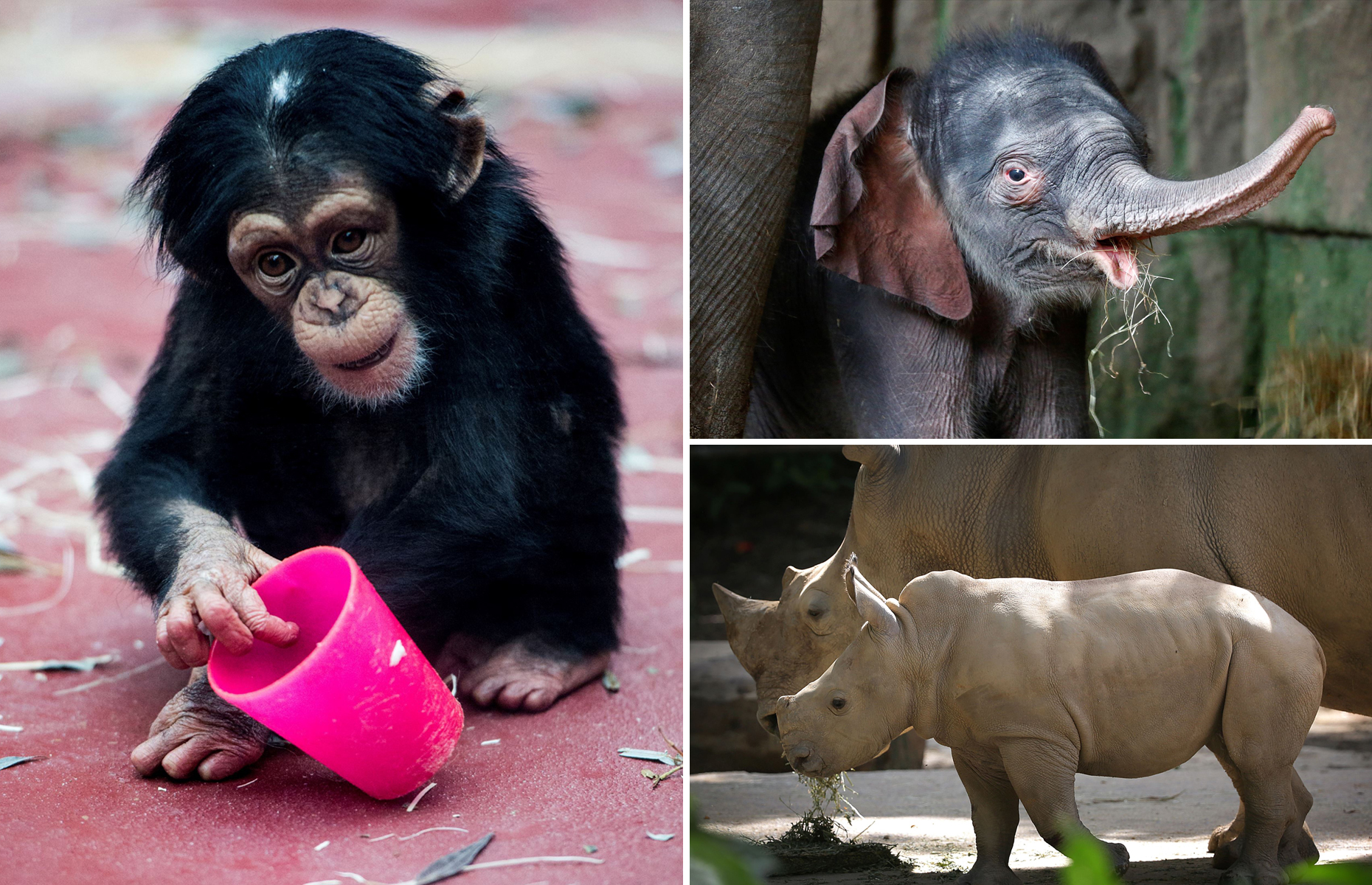 The Cutest Zoo Babies Of 2016 So Far