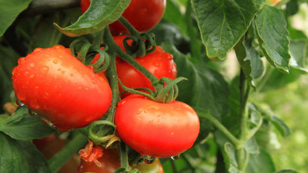 Diapositiva 26 de 30: As they’re a fantastic source of the antioxidant lycopene, eating tomatoes has been linked to a reduced risk of prostate cancer. Unusually, some nutritionists recommend processed tomato-based foods such as ketchup and tomato sauce over fresh to reap the most benefits, as these have a higher concentration of lycopene.