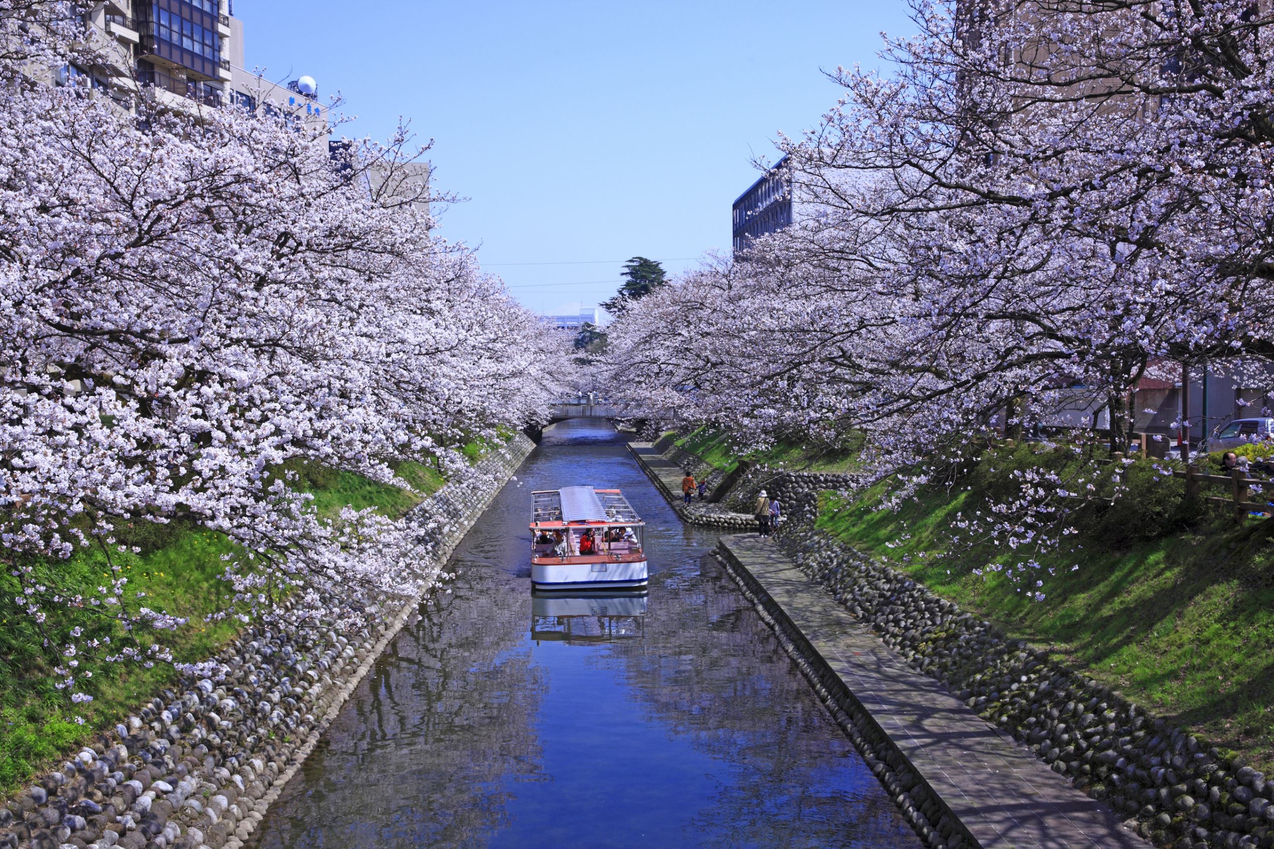 30 places to visit during cherry blossom season