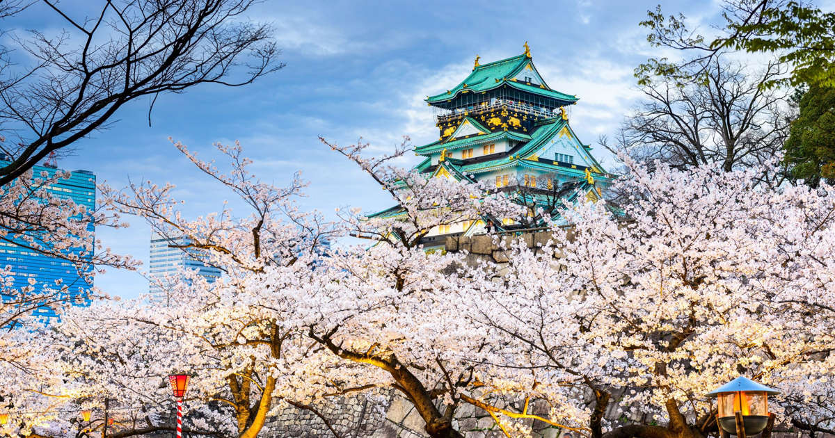 訪日外国人客に人気 世界を魅了する日本の 花見 文化