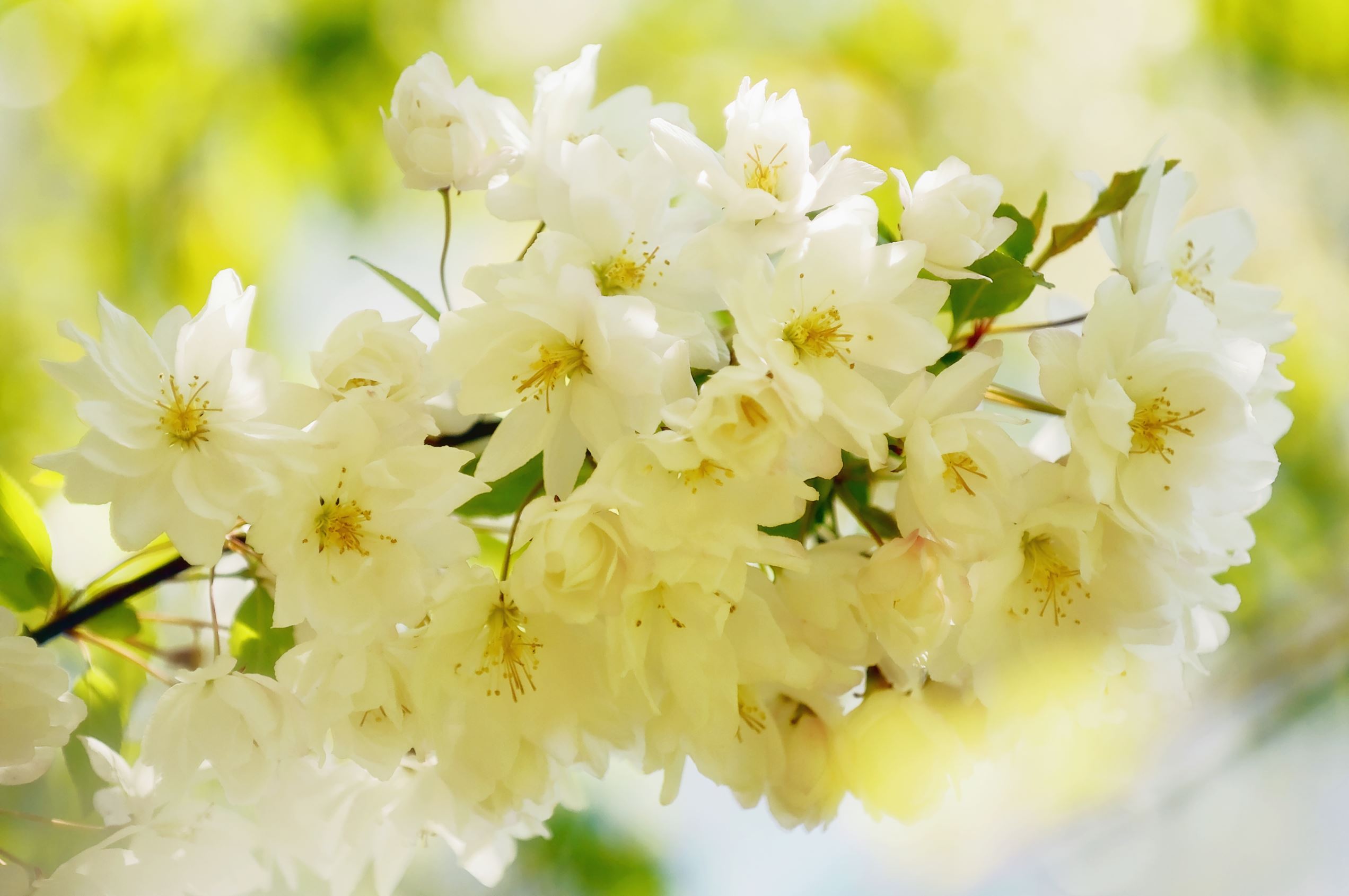 春を彩る 桜の品種図鑑